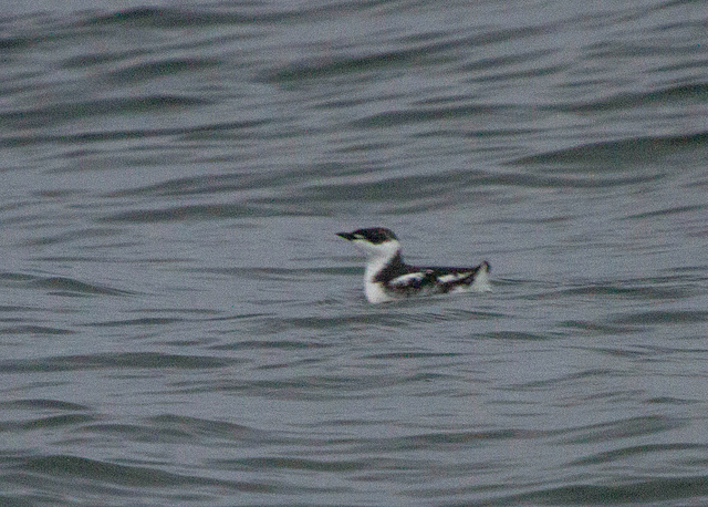 Marbled Murrelet