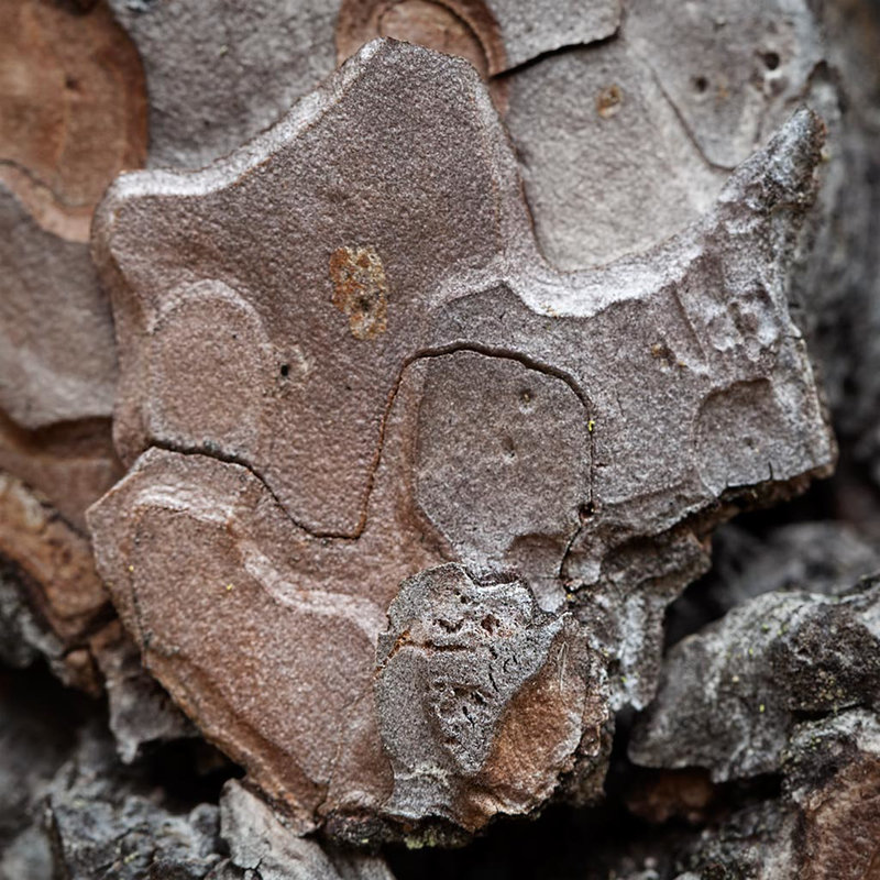 Ponderosa Pine Jigsaw Puzzle Bark