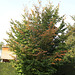 Parrotia persica (2)