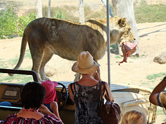 Lion and its meat