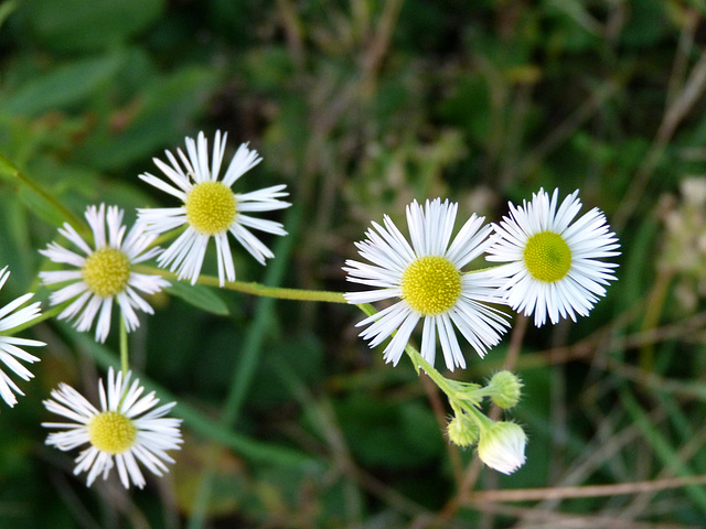 Strahlenastern