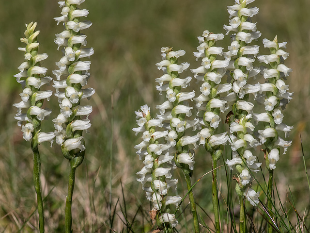 Spiranthes orchid species -- probably Spiranthes cernua