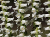 Spiranthes orchid species -- probably Spiranthes cernua