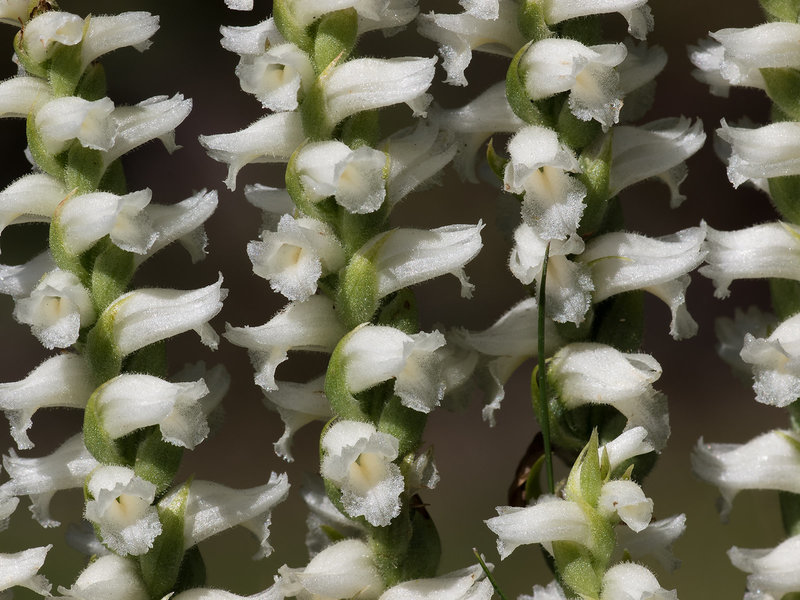 Spiranthes orchid species -- probably Spiranthes cernua