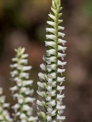 Spiranthes orchid species -- probably Spiranthes cernua