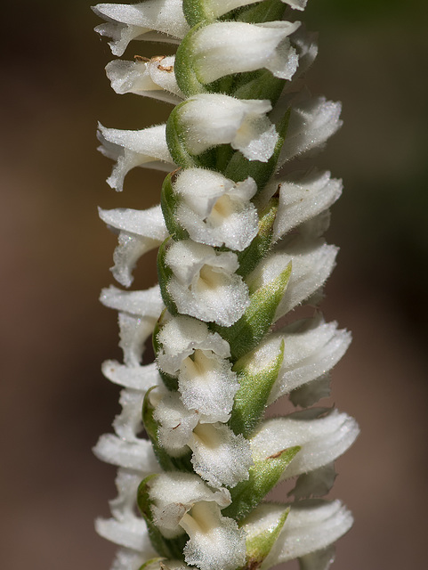 Spiranthes orchid species -- probably Spiranthes cernua