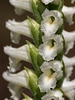 Spiranthes orchid species -- probably Spiranthes cernua