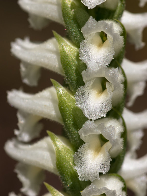 Spiranthes orchid species -- probably Spiranthes cernua