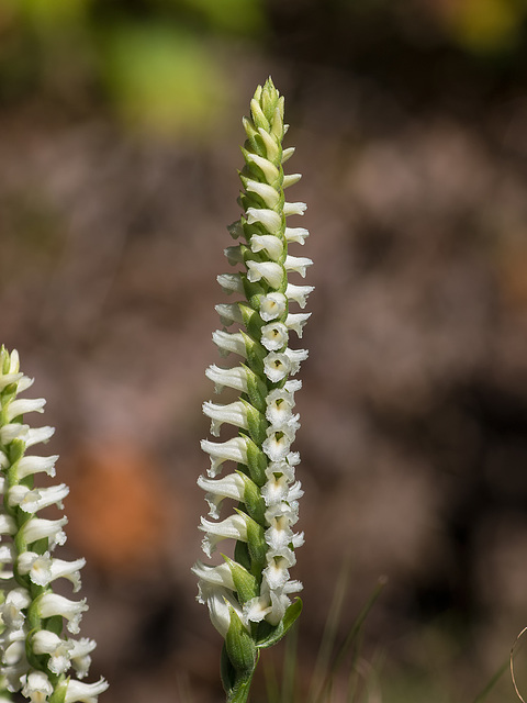 Spiranthes orchid species -- probably Spiranthes cernua