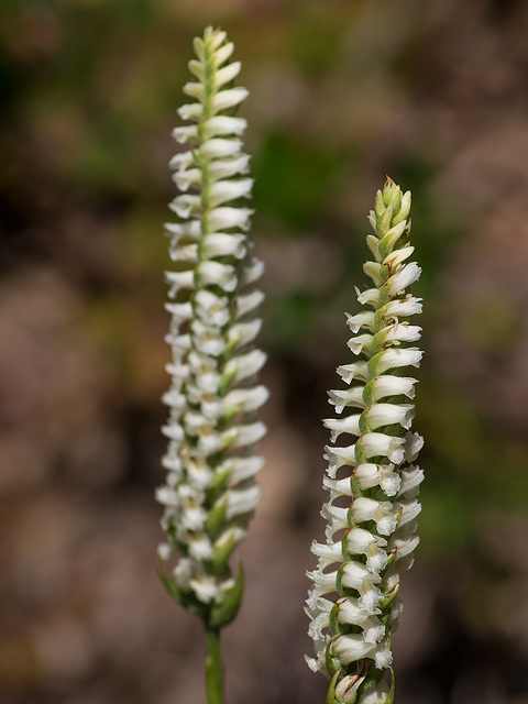 Spiranthes orchid species -- probably Spiranthes cernua