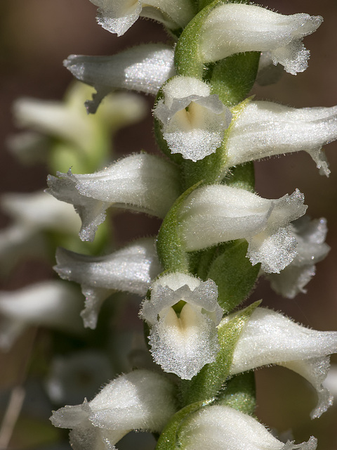 Spiranthes orchid species -- probably Spiranthes cernua