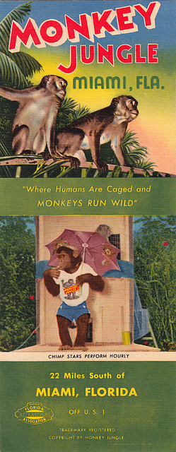 Monkeys run wild!