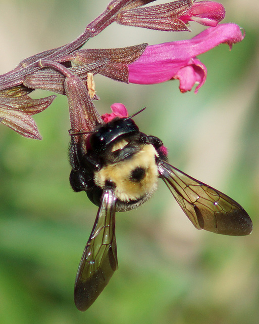 Bumblebee