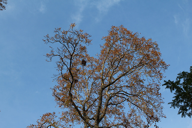 Marronnier habité