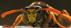 wasp face