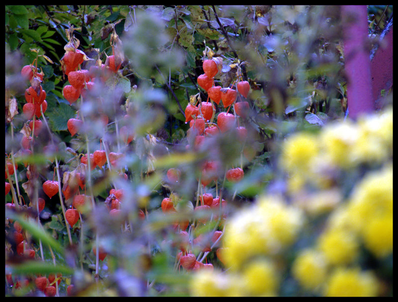 Ende eines Gartenjahres