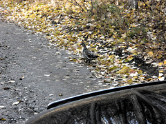 Caution spruce hen crossing!