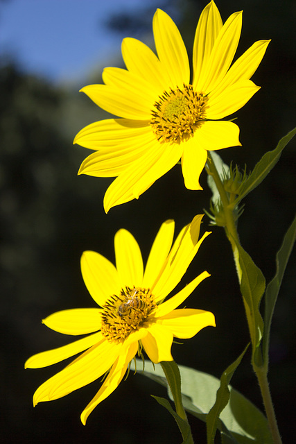 Sunflowers