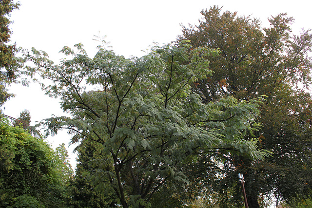 Albizia