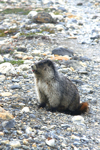 Hoary Marmot