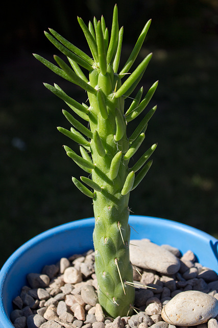 Eve's Needle (Cylindropuntia subulata)