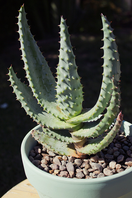 Flat-flowered Aloe (Aloe marlothii)