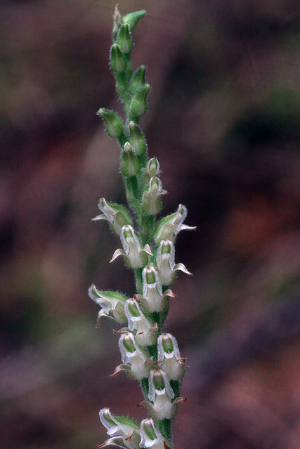 Goodyera oblongifolia