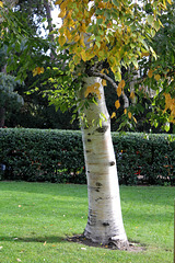 Betula