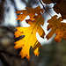 Golden Oak Leaf