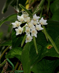 Hoya linearis (2)