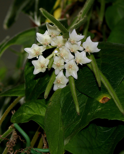 Hoya linearis (2)