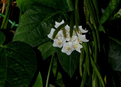 Hoya linearis