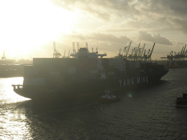 Containerschiff  YANG MING UPSURGENCE in der Abendsonne