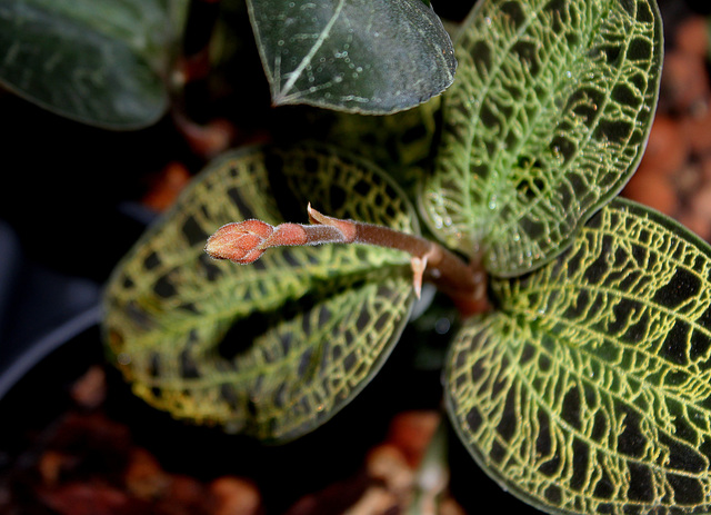 Macodes petola