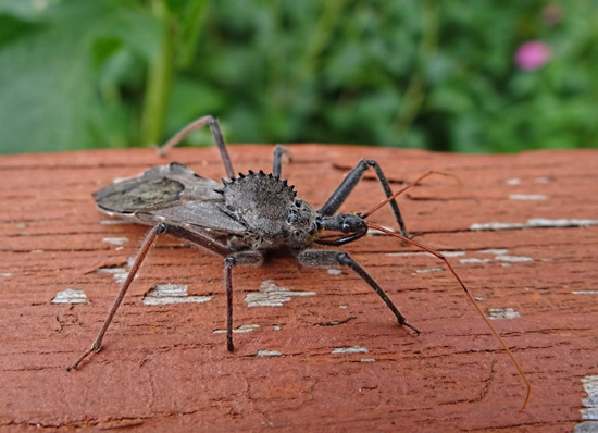 Leaf Footed Bug Leaf Footed Bug