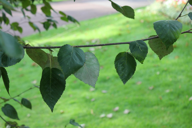 Betula papyrifera
