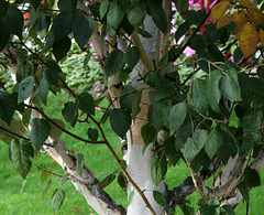 Betula papyrifera