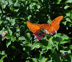 A pair of Gulf Fritillary butterflies