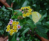 Eurema mexicana ~ Mexican Yellow butterfly