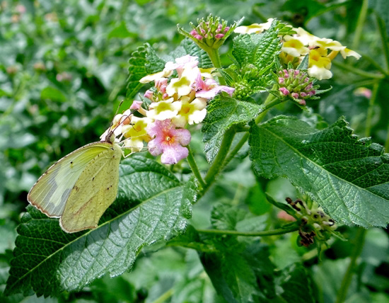 Mexican Yellow butterfly (Eurema mexicana) Mexican Yellow butterfly (Eurema mexicana)