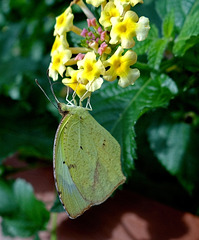 Mexican Yellow butterfly (Eurema mexicana)