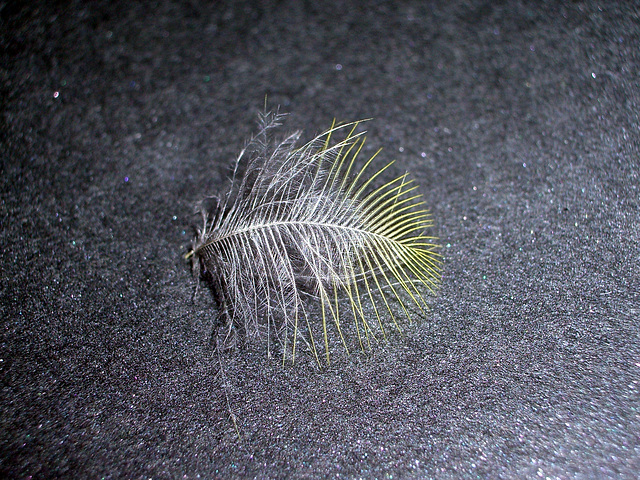 Feather of a 'blue tit'.