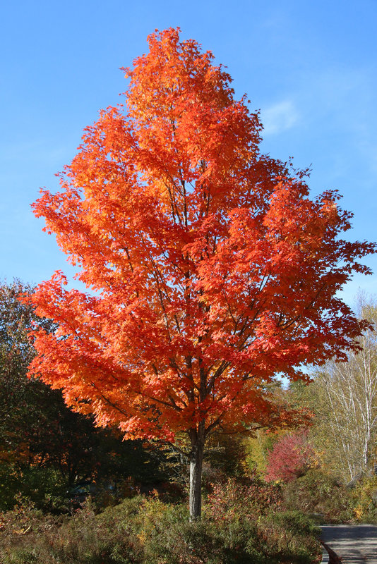 Orange glory