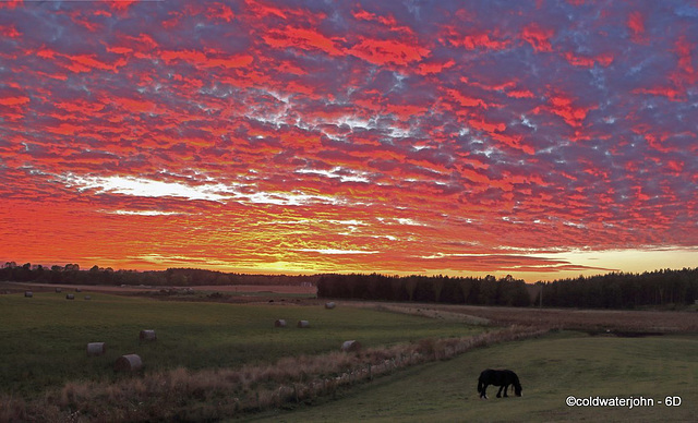 Grazing at last light.