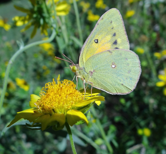 Clouded Sulphur butterfly (Colias philodice)