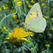 Clouded Sulphur butterfly (Colias philodice)