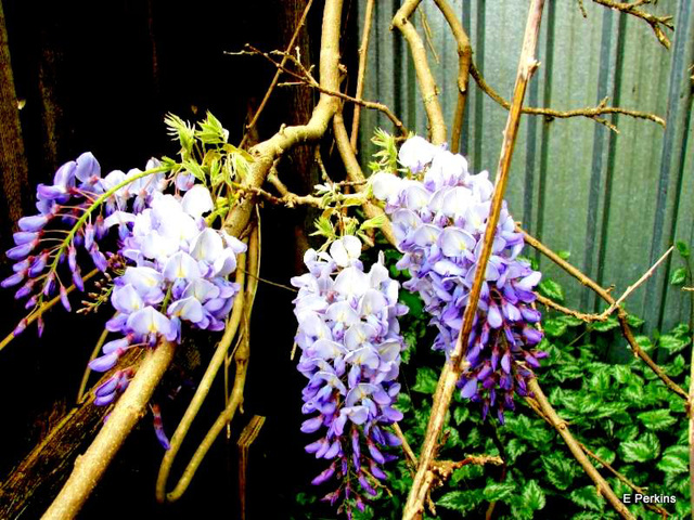 Wisteria