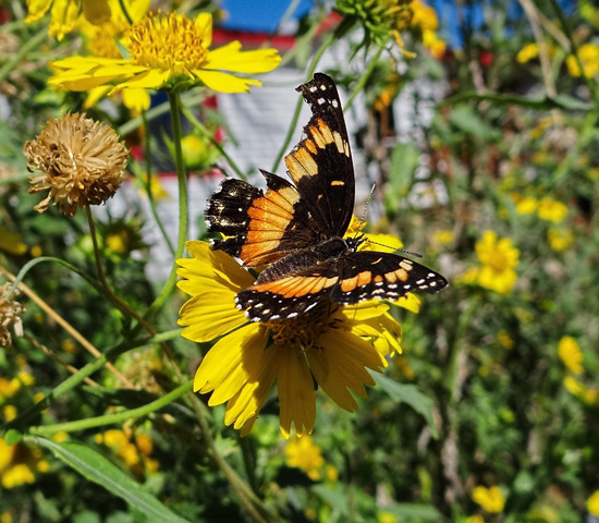 Bordered Patch (Chlosyne lacinia)