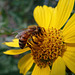 Honey bee on Sunflowers