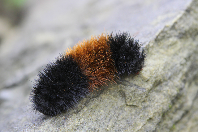 Woolly Bear